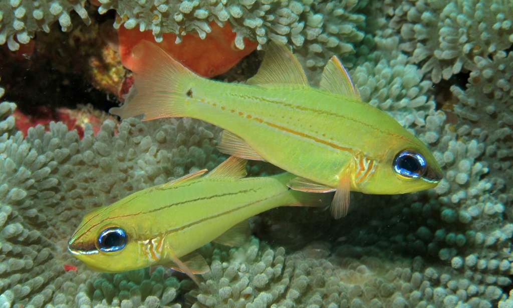 Bargill Cardinalfish
