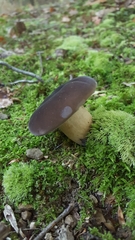 Tylopilus alboater
