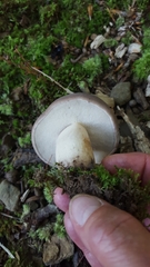 Tylopilus alboater