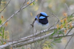 Malurus cyaneus leggei