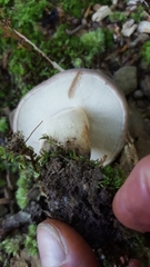 Tylopilus alboater