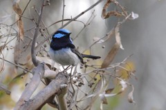 Malurus cyaneus leggei