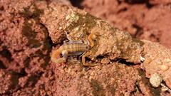 Uroplectes planimanus