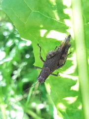 Ronderosia bergii