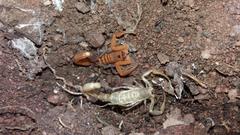 Uroplectes planimanus