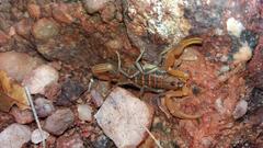 Uroplectes planimanus