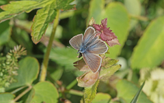 Aricia nicias