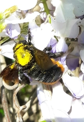 Xylocopa augusti