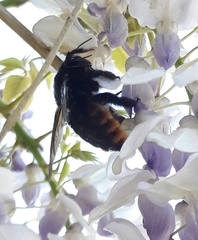 Xylocopa augusti