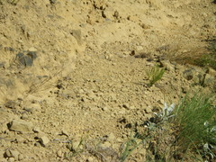 Precis ceryne ceryne