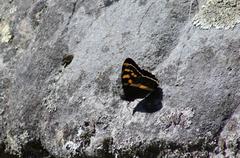 Aeropetes tulbaghia