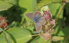 Aricia nicias