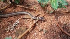 Psammophis angolensis