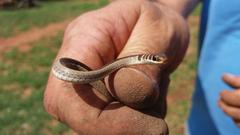 Psammophis angolensis