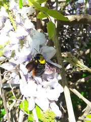 Xylocopa augusti