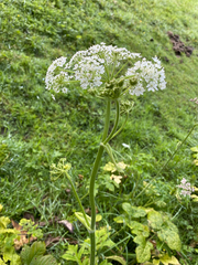 Heracleum sphondylium