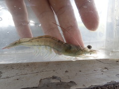 Penaeus penicillatus