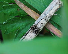 Attulus albolineatus