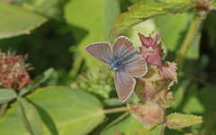 Aricia nicias