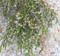 Erica fuscescens