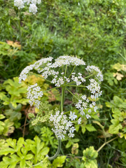 Heracleum sphondylium