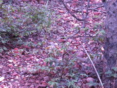 Dendroaspis polylepis