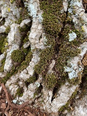 Ulota crispula