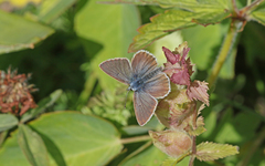 Aricia nicias