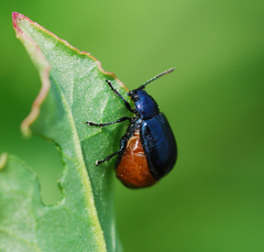 Gastrophysa atrocyanea