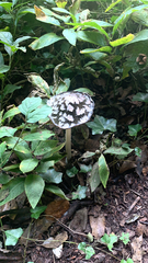 Coprinopsis picacea
