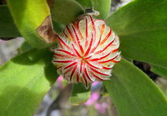 Leucospermum pluridens