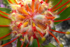 Leucospermum pluridens