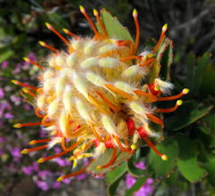 Leucospermum pluridens