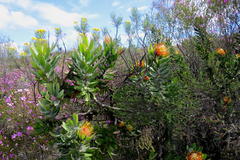 Leucospermum pluridens