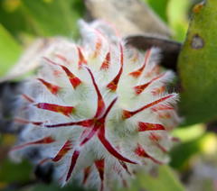 Leucospermum pluridens
