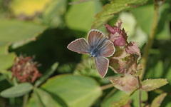 Aricia nicias