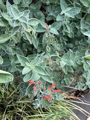 Dicliptera suberecta