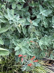 Dicliptera suberecta