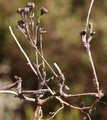 Lampranthus tenuifolius