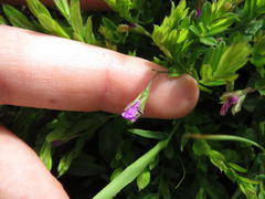 Polygala uncinata