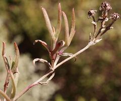 Lampranthus tenuifolius