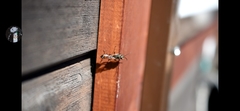 Sceliphron curvatum