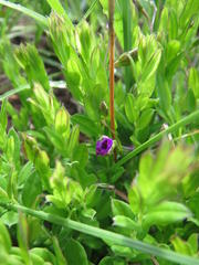 Polygala uncinata