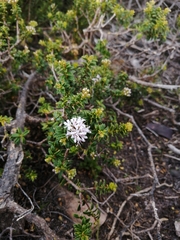 Agathosma apiculata