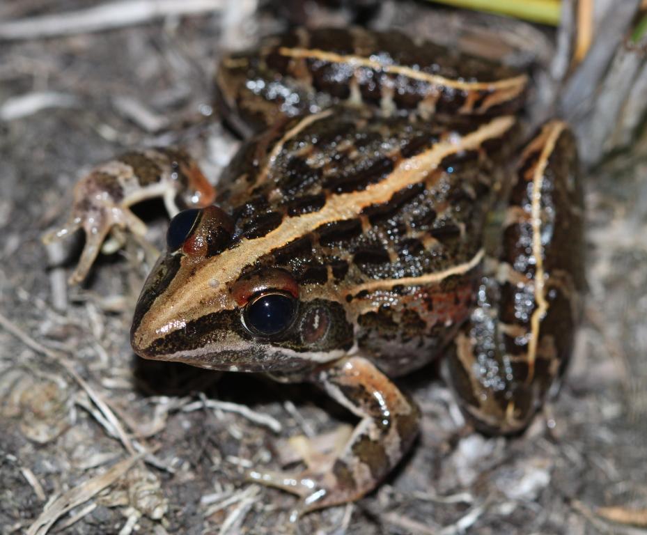 Grassland Ridged Frog