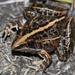 Grassland Ridged Frog - Photo (c) Alex Rebelo, some rights reserved (CC BY-NC), uploaded by Alex Rebelo