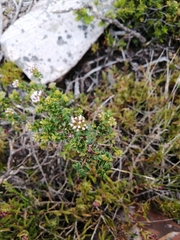 Agathosma apiculata