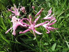 Nerine