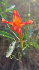 Bignonia longiflora