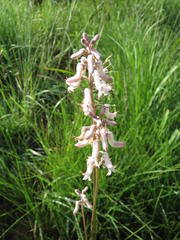 Cyphia longifolia